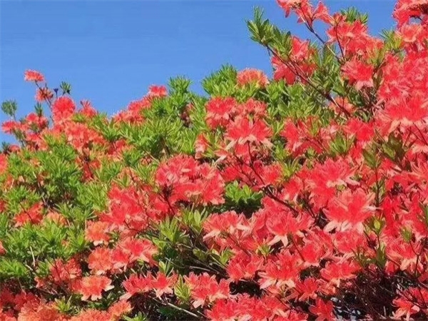 康拓2019春季小黃山團(tuán)建之旅
